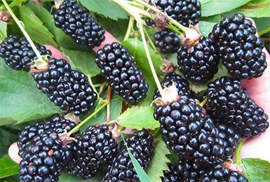 Blackberry soi negru magic (negru magie) descriere, recenzii