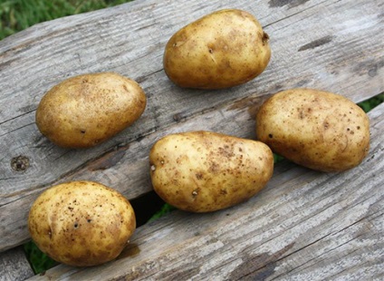 Változatos burgonya fotó szerencse, áttekintésre, leírások, specifikációk (vélemény) Változatos burgonya fotó szerencse, áttekintésre, leírások, leírások