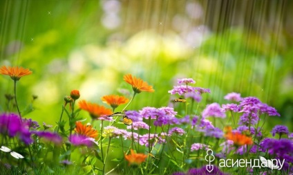 Sfaturi pentru incepatori de a se îngriji de flori în timpul verii