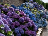 Sfaturi pentru cumpărarea și plantarea hortensiilor, florilor în grădină (gospodărie)