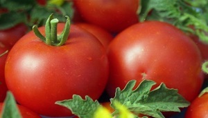 Сучасні сорти томатів