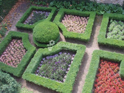 Crearea de paturi de flori parter cu plante comestibile pe gazon cu o fotografie