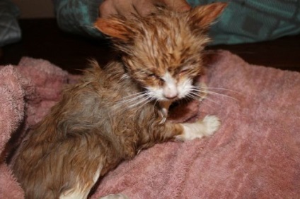 Pisici abandonate de salvare (16 fotografii)