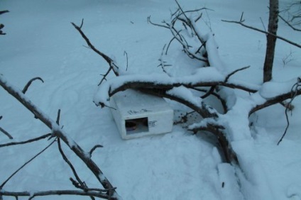 Pisici abandonate de salvare (16 fotografii)