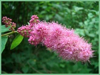 Spirea ültetés és gondozás, betegségek, kártevők és fajták