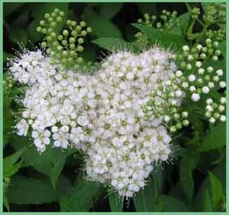 Spirea ültetés és gondozás, betegségek, kártevők és fajták