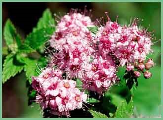 Spirea ültetés és gondozás, betegségek, kártevők és fajták