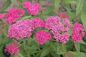 Spiraea japoneză de plantare și de îngrijire - magia plantelor