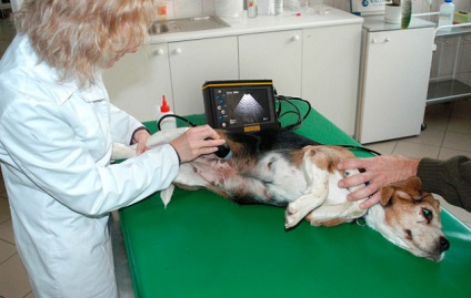 Способи лікування піометри і ендометриту у собак, симптоми і причини виникнення