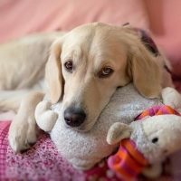 Metode de tratare a pimetriei și endometritelor la câini, simptome și cauze