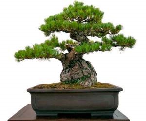 Modalități de îngroșare a trunchiului de bonsai, totul despre plante