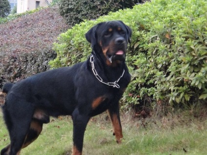 Comparație și descriere a lui Doberman și Rottweiler