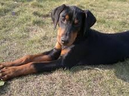 Comparație și descriere a lui Doberman și Rottweiler