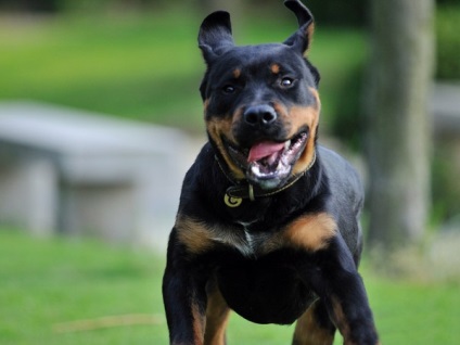 Comparație și descriere a lui Doberman și Rottweiler