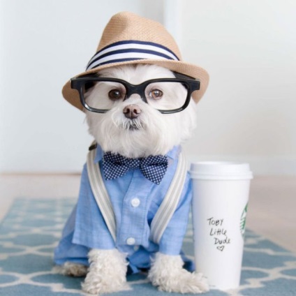 Câine elegant hipster cucereste instagram