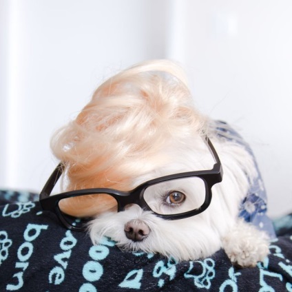 Câine elegant hipster cucereste instagram