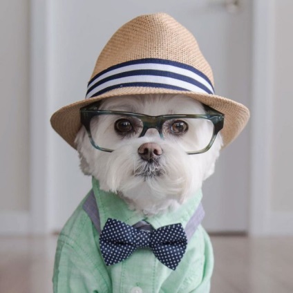 Câine elegant hipster cucereste instagram