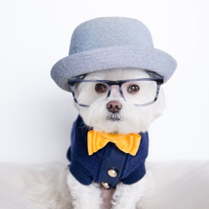 Câine elegant hipster cucereste instagram