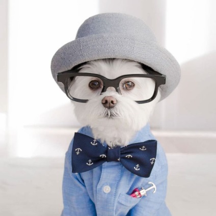 Câine elegant hipster cucereste instagram