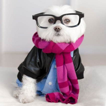 Câine elegant hipster cucereste instagram