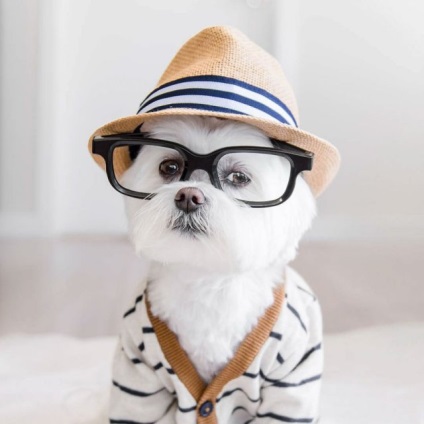 Стильний пес-хіпстера підкорює instagram