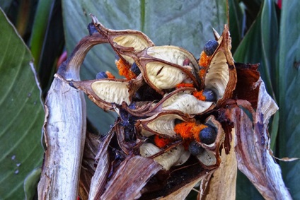 Strelitzia - reprodukciós vetőmag, gyökér Division, oldalirányú hajtások, transzplantáció és a választék a talaj, (osztódó) Strelitzia - reprodukciós vetőmag, gyökér Division, oldalirányú hajtások, transzplantáció és a választék a talaj,
