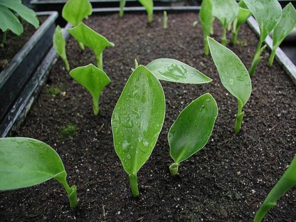 Strelitzia - reprodukciós vetőmag, gyökér Division, oldalirányú hajtások, transzplantáció és a választék a talaj, (osztódó) Strelitzia - reprodukciós vetőmag, gyökér Division, oldalirányú hajtások, transzplantáció és a választék a talaj,