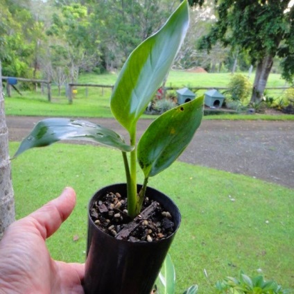 Strelitzia - reprodukciós vetőmag, gyökér Division, oldalirányú hajtások, transzplantáció és a választék a talaj,