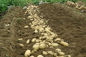 Будова бульби картоплі
