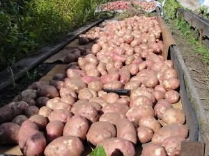 Будова бульби картоплі