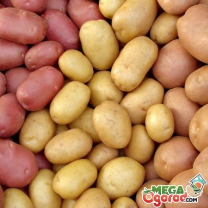 Будова бульби картоплі, а також розмноження і догляд за популярним овочем