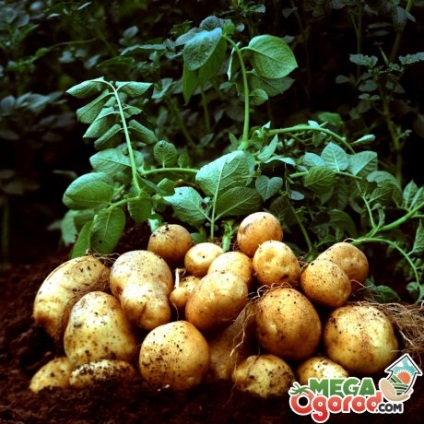 Structura tuberculilor de cartof, precum și reproducerea și îngrijirea unei legume populare