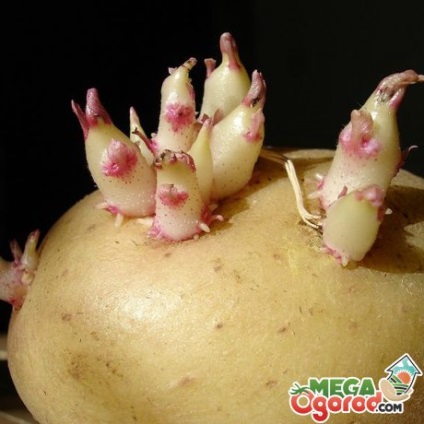 Будова бульби картоплі, а також розмноження і догляд за популярним овочем