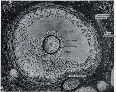 Structura ovulului uman