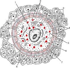 Structura ovulului uman