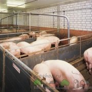 Un porc pentru 10 capete cu propriile mâini, fotografii și video