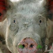 Свинарник на 10 голів своїми руками інструкція, фото і відео