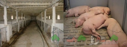 Un porc pentru 10 capete cu propriile mâini, fotografii și video