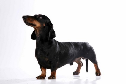 German Dachshund - descriere rasa, fotografie, video, articol