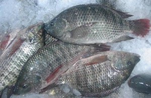 Tilapia - beneficiul și efectele peștelui de la tocană, valoarea calorică, proprietățile utile și dăunătoare, indicațiile și