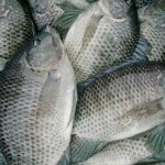 Тілапія - користь і шкода тушкованої риби, її калорійність, корисні і шкідливі властивості, показання та