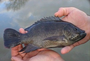 Tilapia - beneficiul și efectele peștelui de la tocană, valoarea calorică, proprietățile utile și dăunătoare, indicațiile și