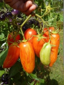 Lemnul de foc de tomate descrierea varietății, recenzii, fotografie, caracteristici