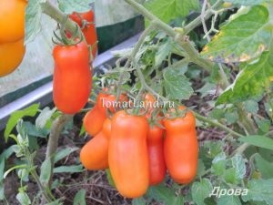 Lemnul de foc de tomate descrierea varietății, recenzii, fotografie, caracteristici