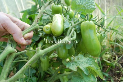 Lemnul de foc de tomate descrierea varietății, recenzii, fotografie, caracteristici