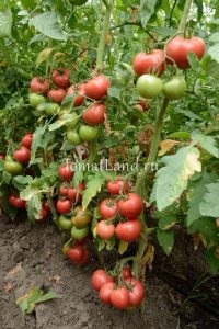 Lemnul de foc de tomate descrierea varietății, recenzii, fotografie, caracteristici