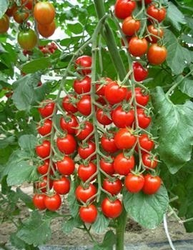 Tomate (roșii de cireșe)