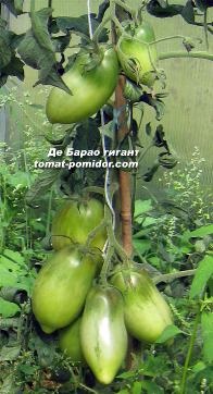Томат (помідор) де-бару королівські високорослі томати (помідори)