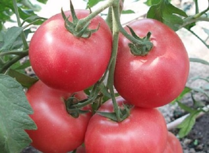 Tomato - roz rege descriere a brandului, caracteristici, fotografie