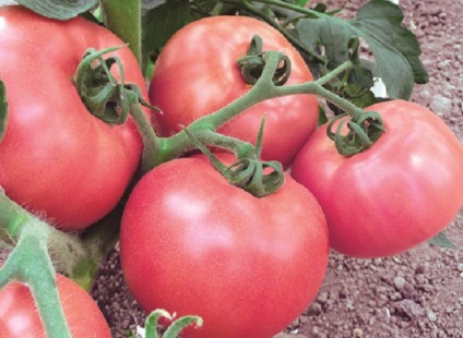Tomato - roz rege descriere a brandului, caracteristici, fotografie